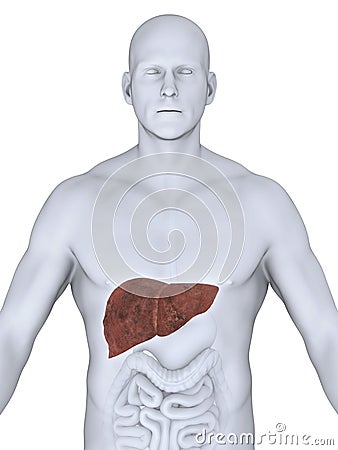 Unhealthy Liver Anatomy Stock Photo