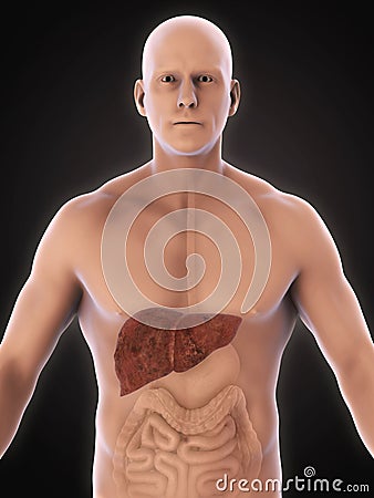 Unhealthy Liver Anatomy Stock Photo