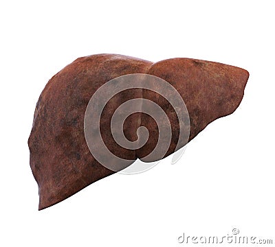 Unhealthy Liver Anatomy Isolated Stock Photo