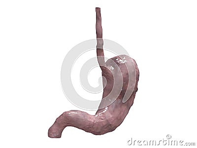 Unhealthy stomach Cartoon Illustration