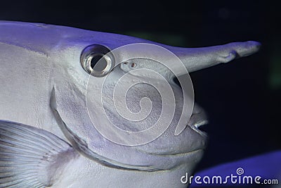 Unicorn fish Stock Photo