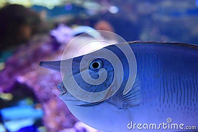 Unicorn fish in reef aquarium Stock Photo