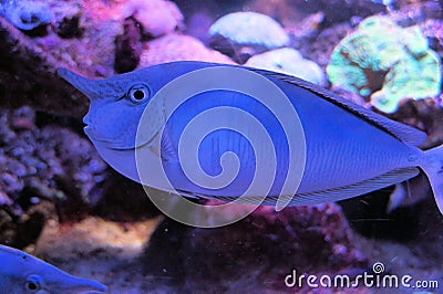 Unicorn Fish in aquarium. Stock Photo