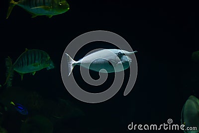 Unicorn Fish Stock Photo