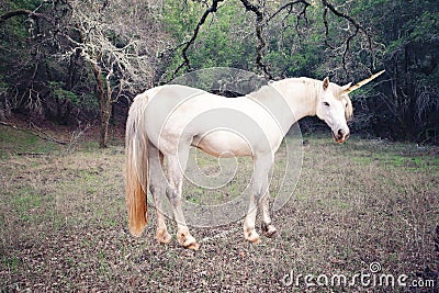 Unicorn photo realistic Stock Photo