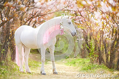 Unicorn. photo of a snow-white unicorn with a pink and white mane and tail in a spring flowering garden Stock Photo