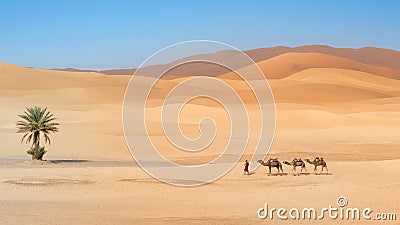 Unidentified Berber men leading a camel caravan Stock Photo