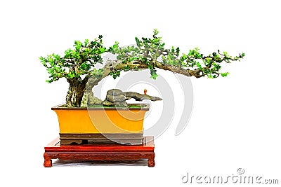 Unidentified bonsai plant Stock Photo