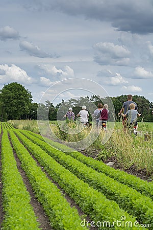 Unidentified family with seniors and children riding bicycles along carrot fields in Netherlands, traditional family outdoor Editorial Stock Photo
