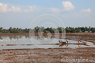 Farm workers plough the wet paddy fields Editorial Stock Photo