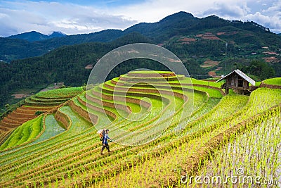 The unidentified farmers do agriculture job on their fields on June 13, 2015 in Mu Cang Chai, Yen Bai, Vietnam. Editorial Stock Photo