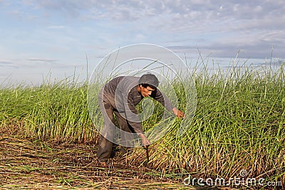 Unidentified farmers harvest cyperus malaccensis in Nga Son, Thanh Hoa, Vietnam Editorial Stock Photo