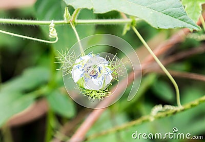 Unidentified flower from a garden in Ado Ekiti Nigeria Stock Photo