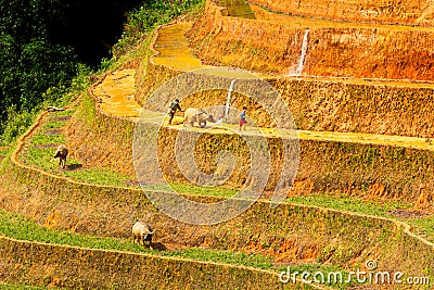 An unidentified man harrowing the fields with his son. Editorial Stock Photo