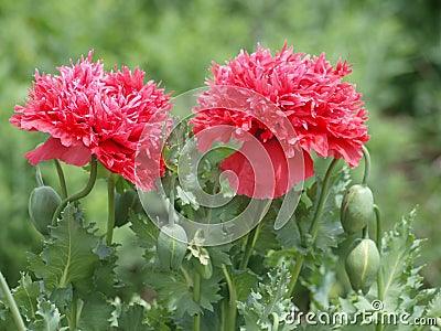 An Unidentified New Bloom and its Big Buds. Stock Photo