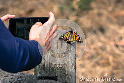 Unidentified person taking a photo of a Monarch Butterfly resting on a wooden post; Pismo Beach Monarch Butterfly Sanctuary, Stock Photo