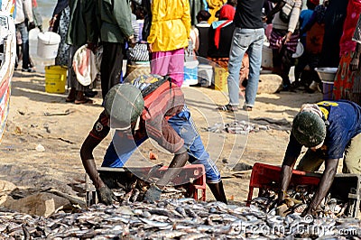 Unidentified Senegalese man collects fish on the coast of the A Editorial Stock Photo