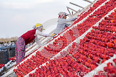 Traditional pepper drying process in Gaziantep, Turkey Editorial Stock Photo