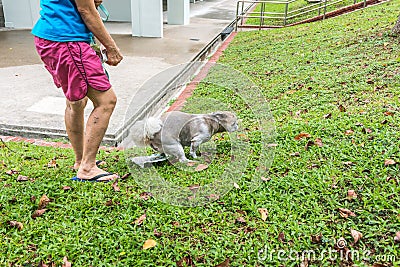 Unidentified woman with her pet dog. Dog is shitting on paper in public grass park Stock Photo