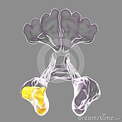 Inflammation of maxillary cavity, or antrum of Highmore Cartoon Illustration