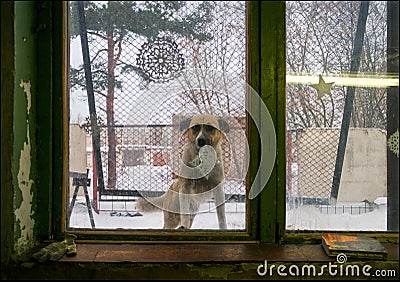 Uninvited guest. Winter. Russia. Stock Photo