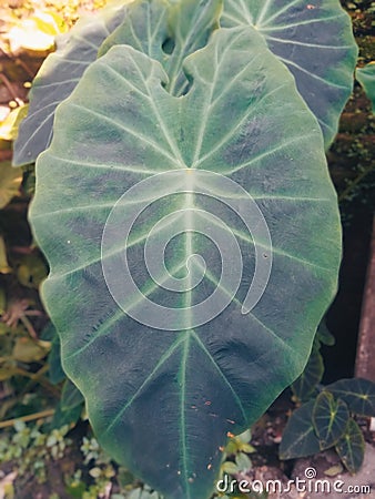 Uniq caladina Leaf Stock Photo