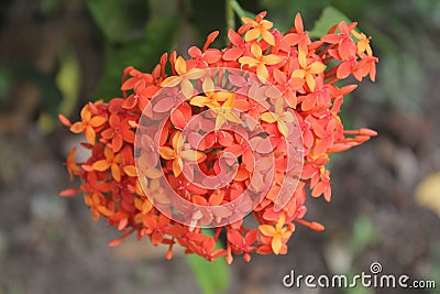 Uniq flower from Indonesia Stock Photo