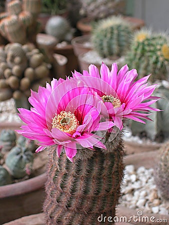 Pair flowers cactus Stock Photo