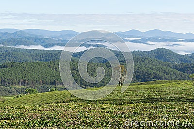 Unique background with fresh green tea leaves, tea hill. tea production part 23 Stock Photo