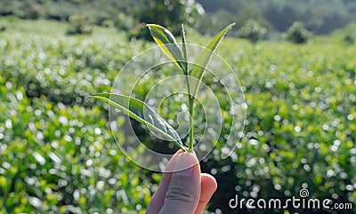 Unique background with fresh green tea leaves, tea hill. tea production part 2 Stock Photo