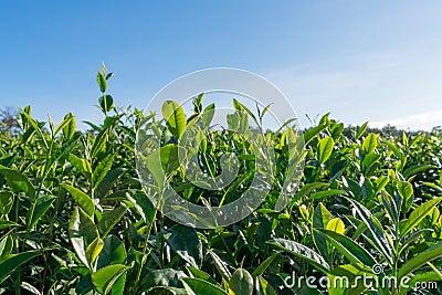 Unique background with fresh green tea leaves, tea hill. tea production part 12 Stock Photo