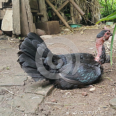 unique bald head chicken in the yard Stock Photo