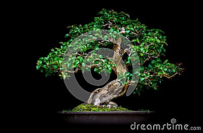 Miniature bonsai plant brazilian cherry eugenia unflora on display. Stock Photo