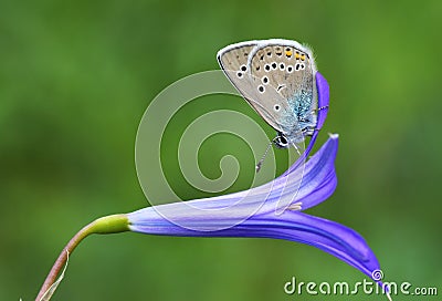 Polyommatus semiargus , The Mazarine blue butterfly , butterflies of Iran Stock Photo