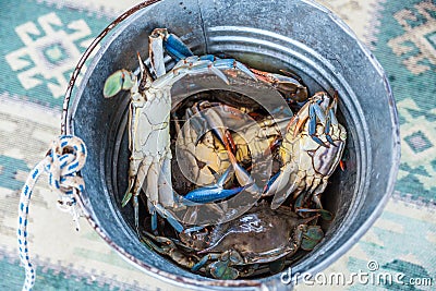 Unique blue crabs. Fishing on Dalyan river, Turkey Stock Photo