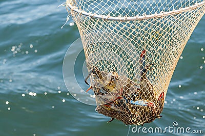 Unique blue crabs. Fishing on Dalyan river, Turkey Stock Photo