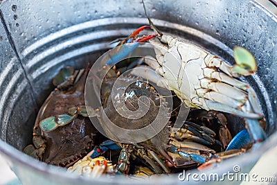 Unique blue crabs. Fishing on Dalyan river, Turkey Stock Photo