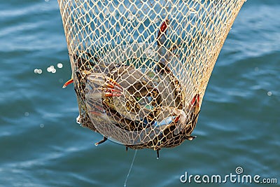 Unique blue crabs. Fishing on Dalyan river, Turkey Stock Photo