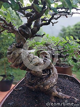 Unique bonsai snake forest free pict Stock Photo