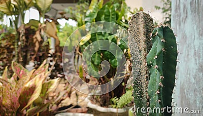 Unique cactus and slightly different Stock Photo