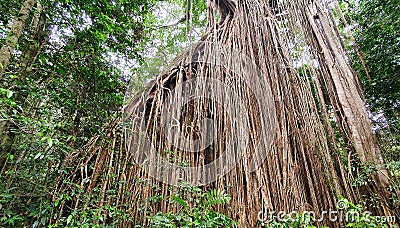 Spectacular curtain fig tree at Yungaburra Stock Photo