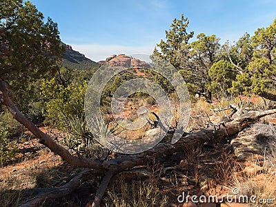 Along Courthouse Butte trail, Sedona, Arizona Stock Photo