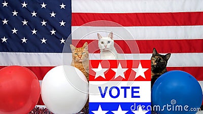 Three diverse cats sitting behind podium with VOTE poster American flag in background Stock Photo