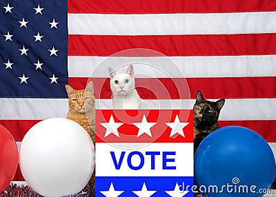Trio of patriotic cats ready to vote Stock Photo