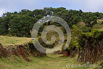 Unique and enchanting Fanal Forest, Madeira, Portugal Stock Photo