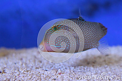 A unique fish in grey color. Stock Photo