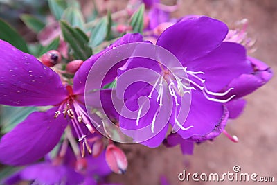 Unique flowers in garden greenery mud background Stock Photo