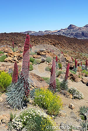 Unique flowers in Tenerife Stock Photo