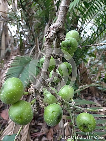 Unique fruit in the tropical rainforest of Asia Stock Photo