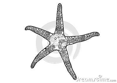 Unique Hand-drawn Starfish Vector Cartoon Illustration